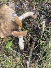 Hygrophorus