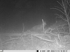 Vulpes vulpes vulpes