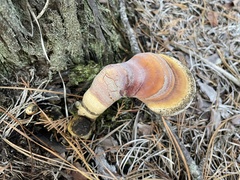Ganoderma tsugae