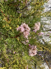 Serruria ascendens