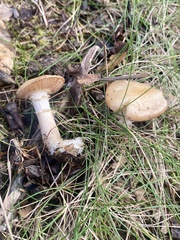 Hygrophorus