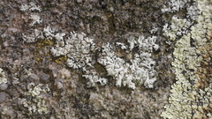 Physcia dubia