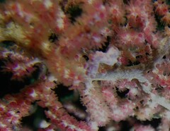 Hippocampus bargibanti