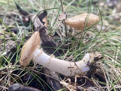 Hygrophorus