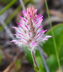 Ptilotus manglesii