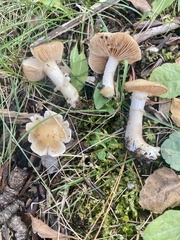 Hygrophorus