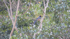 Urocissa erythroryncha