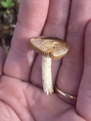 Hygrophorus