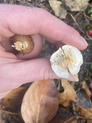Hygrophorus