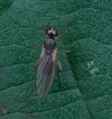 Lonchoptera bifurcata