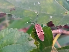 Physopelta quadriguttata