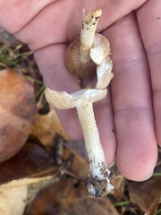 Hygrophorus