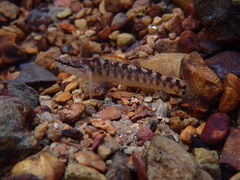Etheostoma flabellare