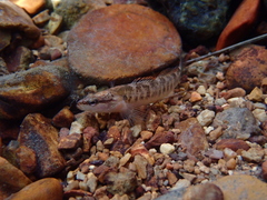 Etheostoma flabellare