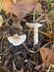 Hygrophorus