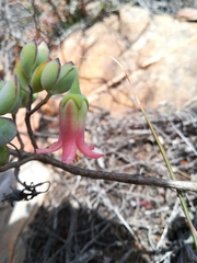 Cotyledon woodii