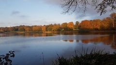 Chroicocephalus ridibundus