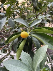 Citrus japonica