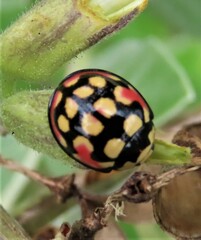 Cheilomenes sulphurea