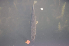 Lepisosteus platyrhincus