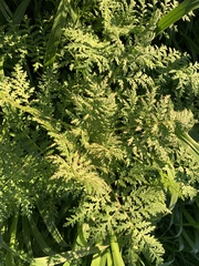 Phacelia tanacetifolia