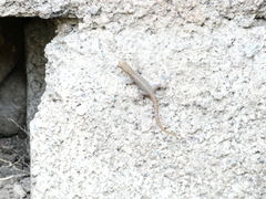 Gonatodes albogularis notatus