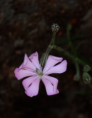 Silene undulata