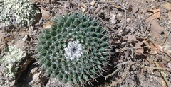 Mammillaria uncinata
