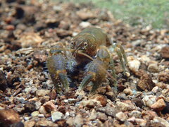 Cambarus brachydactylus