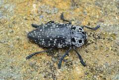 Capnodis cariosa