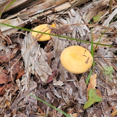 Lactarius xanthogalactus