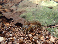 Cambarus brachydactylus