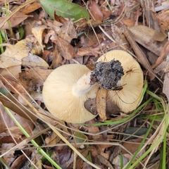Lactarius xanthogalactus