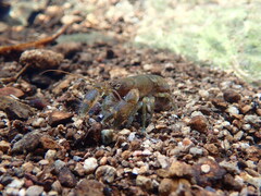 Cambarus brachydactylus