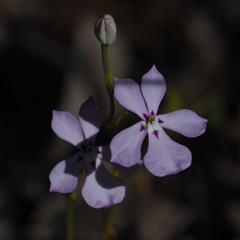 Isotoma