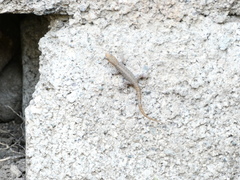 Gonatodes albogularis notatus