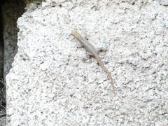 Gonatodes albogularis notatus