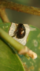 Chrysomelidae