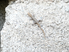 Gonatodes albogularis notatus