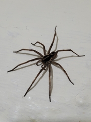 Tigrosa helluo
