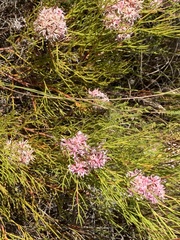 Serruria ascendens