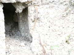 Gonatodes albogularis notatus