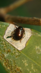 Chrysomelidae