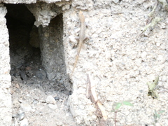 Gonatodes albogularis notatus