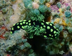 Nembrotha cristata