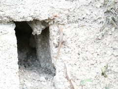 Gonatodes albogularis notatus