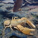 Depression Crayfish - Photo (c) Zackary, some rights reserved (CC BY-NC), uploaded by Zackary