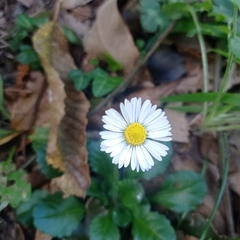 Bellis perennis