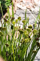 Schizaea pectinata