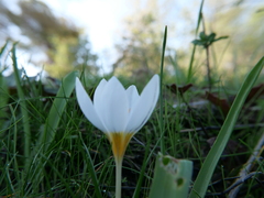 Crocus hyemalis